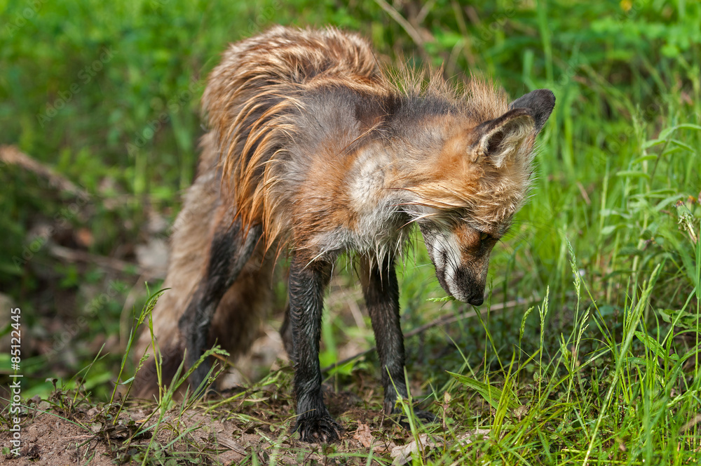 Bedraggled Looking Red Fox Vixen (Vulpes vulpes) Stands at Den Bedraggled Looking Red Fox Vixen (Vulpes vulpes) Stands at Den