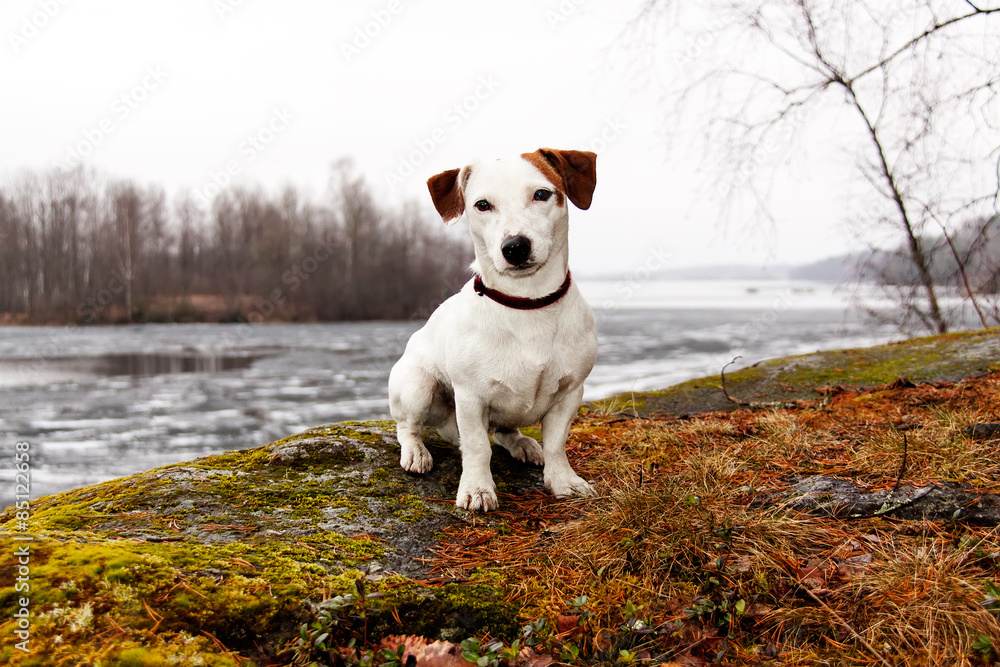  Dog watching meditative