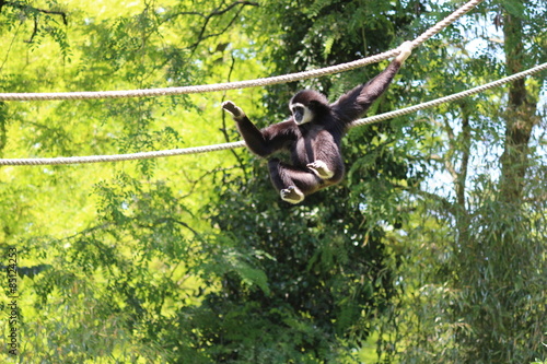 Gibbon à mains blanches