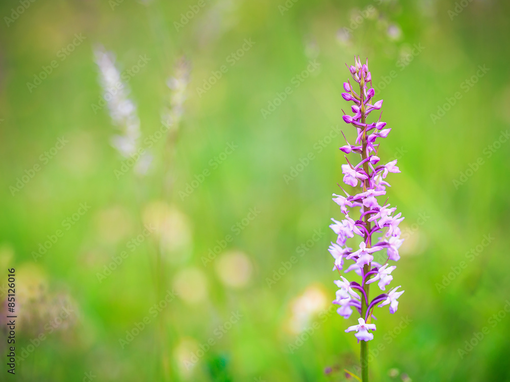 Obraz premium Fragrant Orchid Wildlife