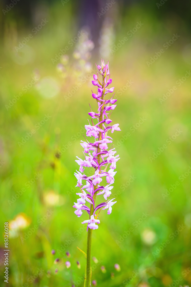 Obraz premium Fragrant Orchid Wildlife