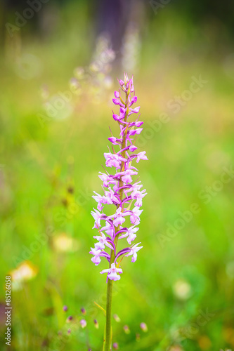 Fragrant Orchid Wildlife