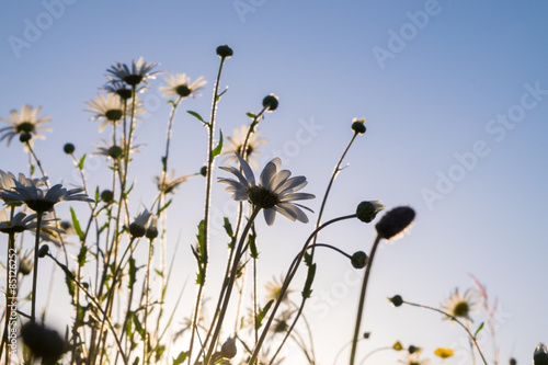 Fototapeta Naklejka Na Ścianę i Meble -  Daisies taken from below looking up with a blue sky and back lighting from the evening sun