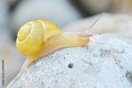 escargot photo