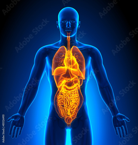 Medical Imaging - Male Organs