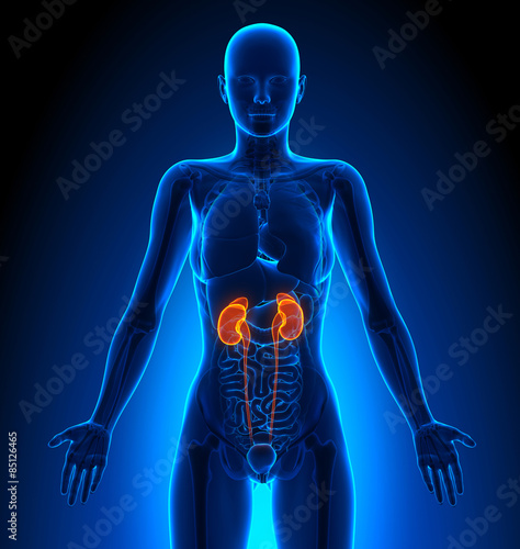 Kidneys - Female Organs - Human Anatomy photo