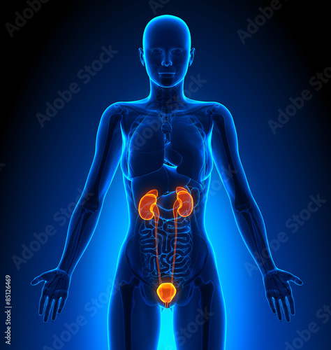 Urinary System - Female Organs - Human Anatomy