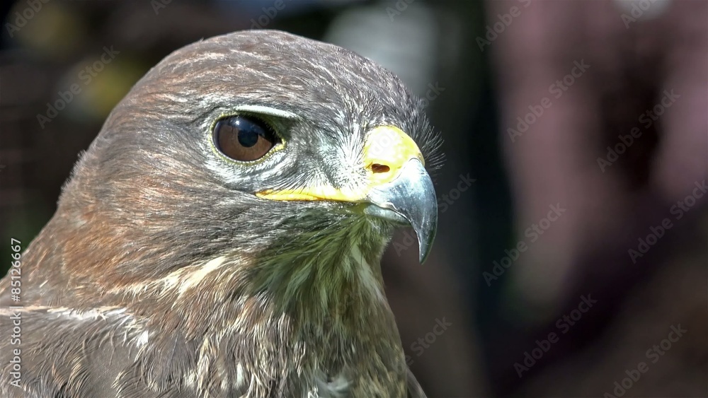 Falcon Falcon