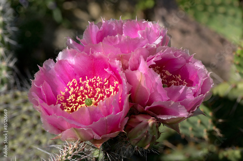 Cactus (Opuntia phaecantha) with three blossoms in evening mood photo