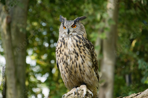 Owl on branch