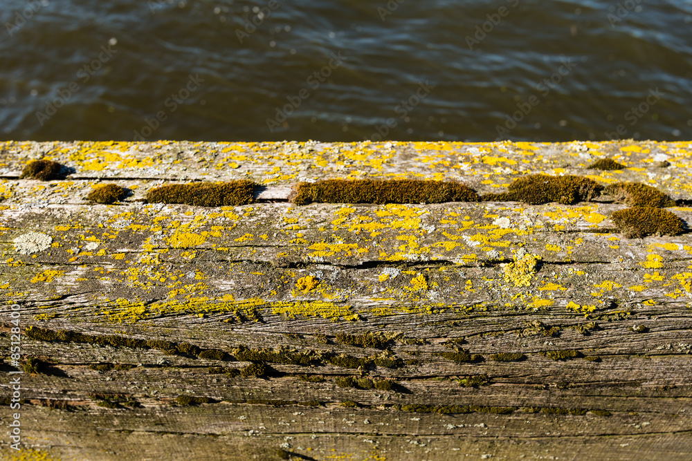 Obraz premium Weathered oak beam of an old jetty