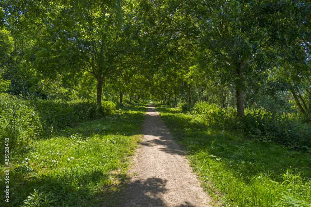 Footpath through a sunny forest in spring 