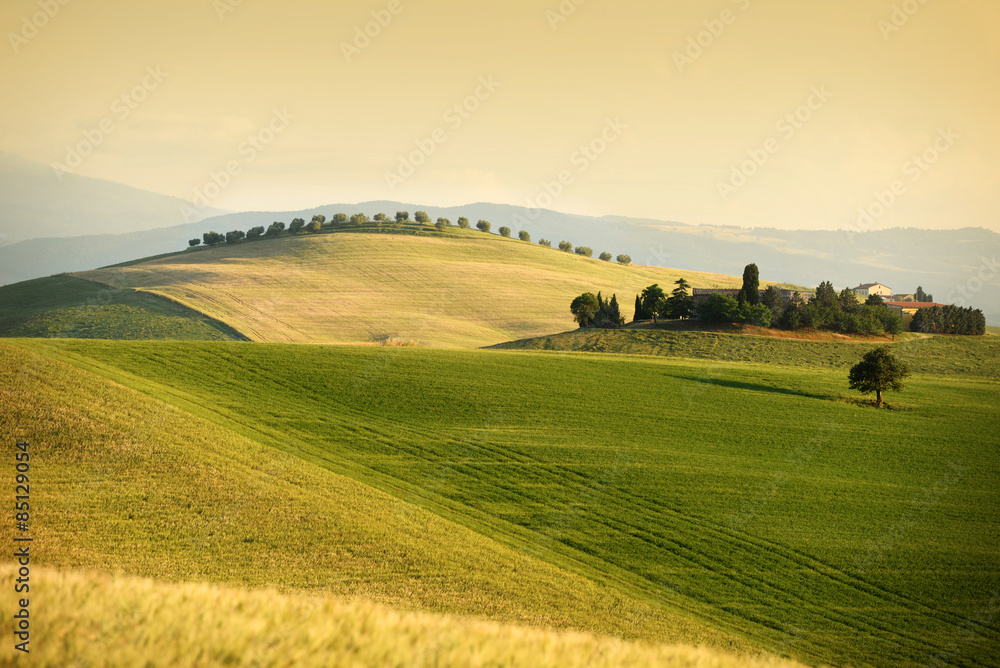 Rolling hills in summer. Val d'Orcia Tuscany
