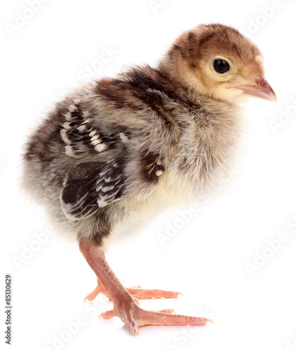 Turkey chick small bird isolated on white background