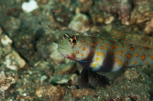 scuba diving lembeh indonesia underwater spotted shrimpgoby