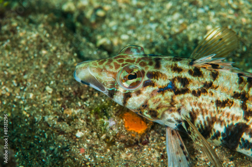 scuba diving lembeh indonesia yellowtail sandperch photo