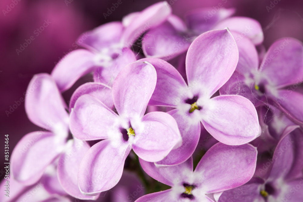 Macro image of spring lilac violet flowers Macro image of spring lilac violet flowers