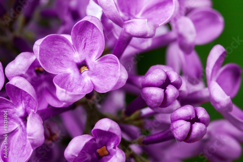 violet lilac flowers © fotomaximum
