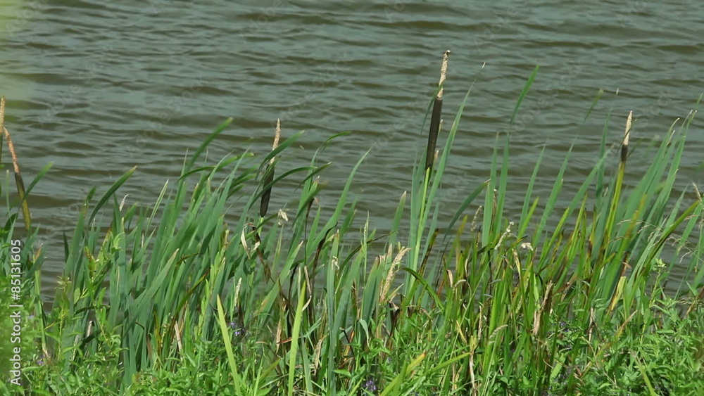 Green grass on lake shore