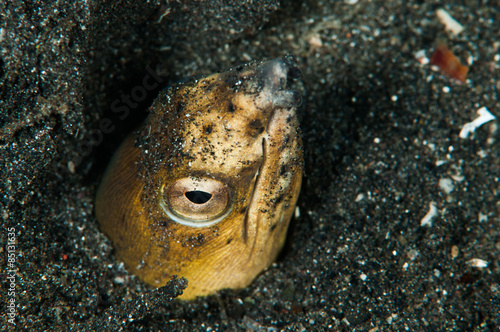 scuba diving lembeh indonesia blacksaddle snake eel