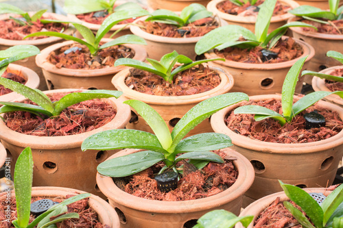 Fototapeta Naklejka Na Ścianę i Meble -  Orchid plant in clay pots at plant nursery.