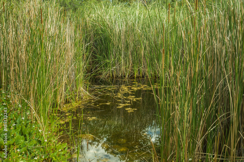 Desert oasis surrounded by cat tails Desert oasis surrounded by cat tails