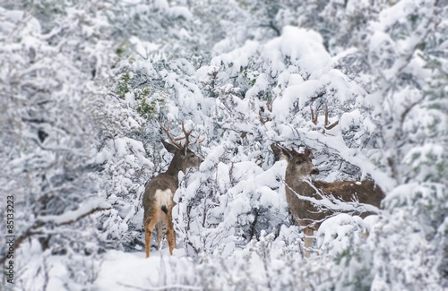 Arizona Mule Deers in Winter