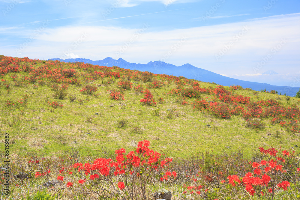 Japanese azalea at Kirigamine highland, Nagano Japanese azalea at Kirigamine highland, Nagano