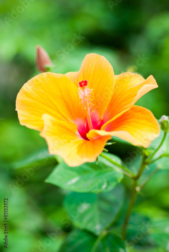 beautiful yellow Hibiscus © artcomedy