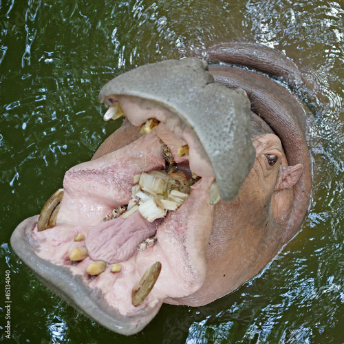 hippopotamus open mouth waiting for food