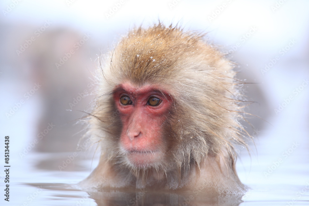 Naklejka premium Snow monkey in hot spring