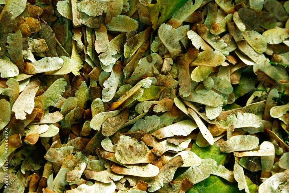 organic texture organic texture