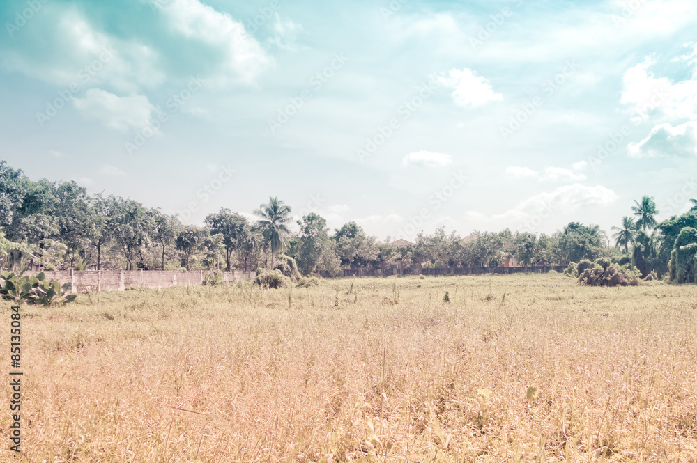 vintage filter,Landscape of meadow field