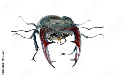 stag beetle / male stag beetle isolated on white background