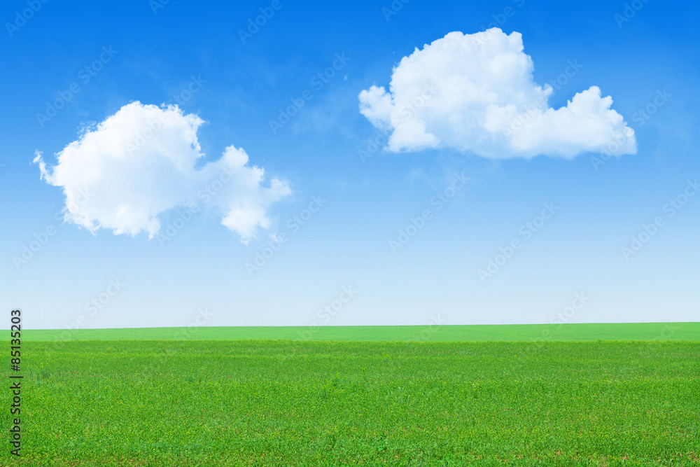 Obraz premium Green grass field and blue sky