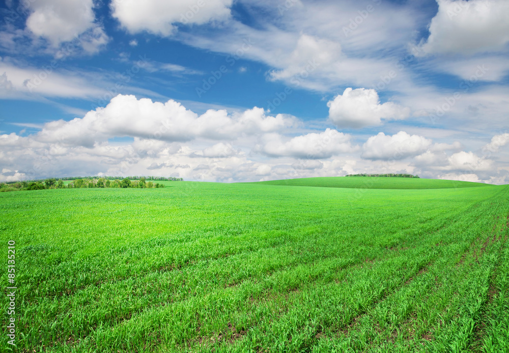 Green grass field and sky with clouds