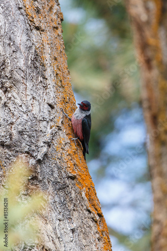 A Lewis Woodpecker gripping the side of a tree and showing off its pink underside. photo