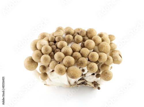 brown beech mushroom isolated on white © itim2101