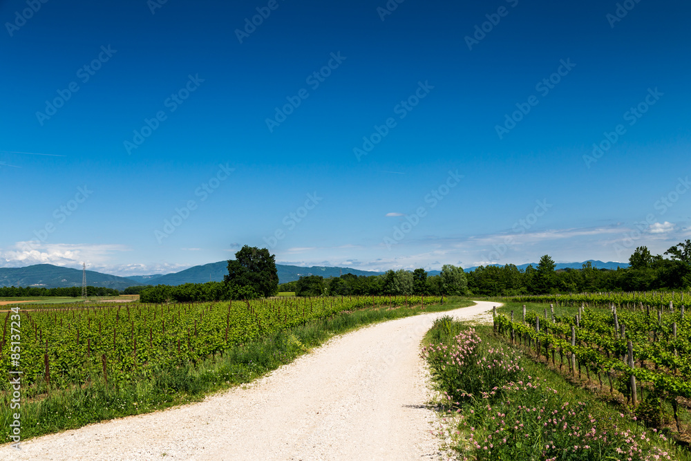 Fototapeta premium grapevine field in the italian countryside