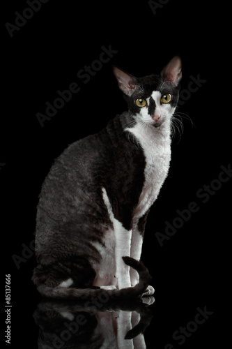 Fotografie Cornish Rex Sits and Looking in Camera Isolated