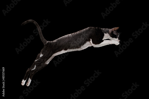 Jumping Cornish Rex Cat Isolated on Black