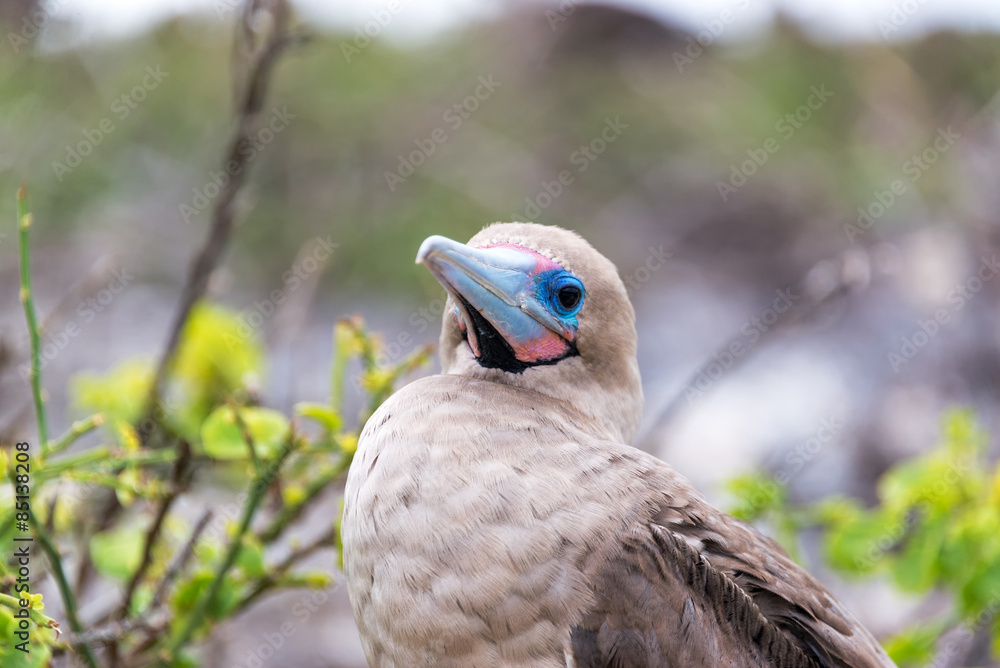 Red Footed Booby Closeup