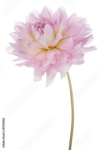 Fototapeta Naklejka Na Ścianę i Meble -  dahlia