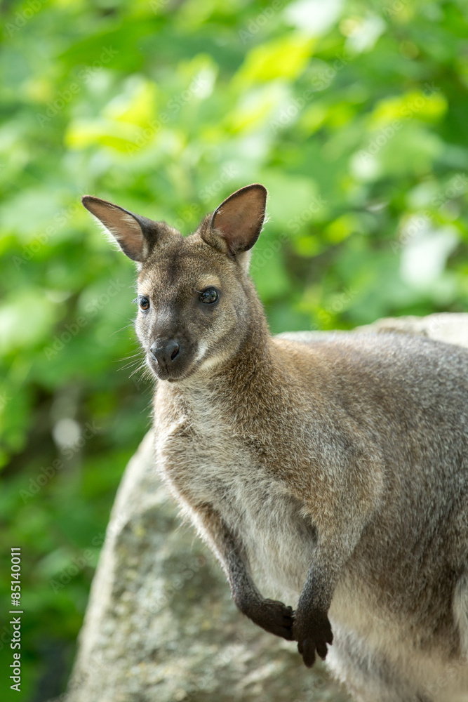Closeup of a Red-necked Wallaby (Macropus rufogriseus)