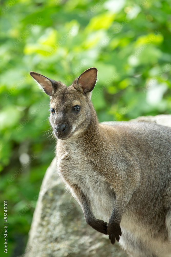 Closeup of a Red-necked Wallaby (Macropus rufogriseus) Closeup of a Red-necked Wallaby (Macropus rufogriseus)