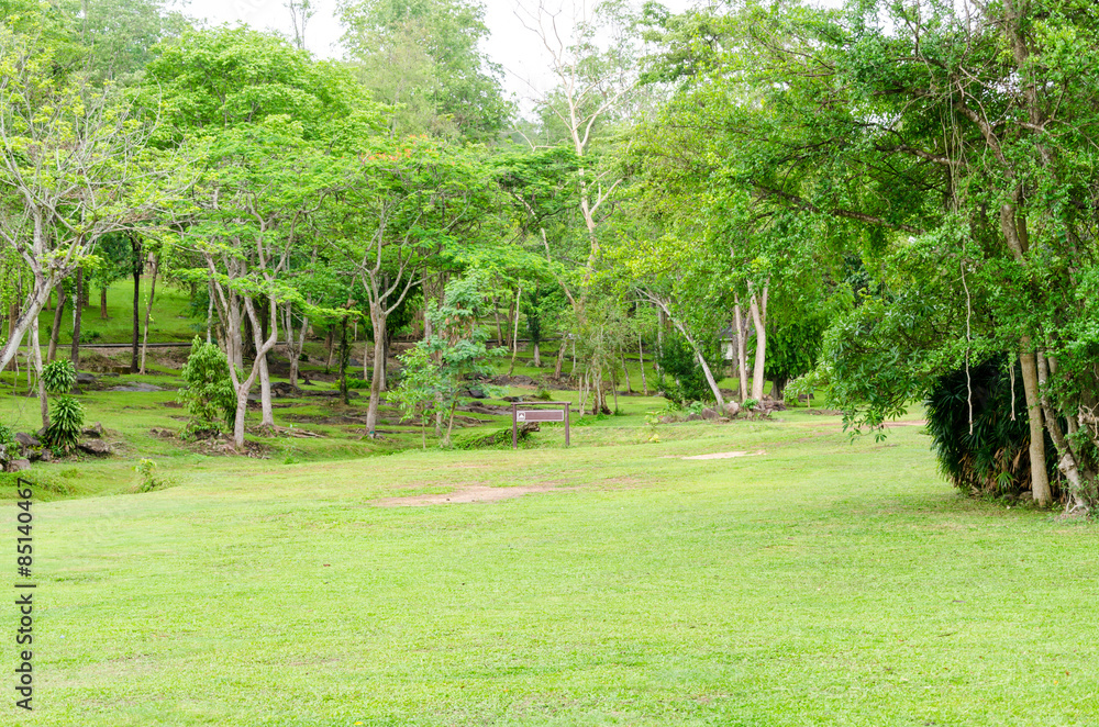 Green lawn and natural tree in garden Green lawn and natural tree in garden
