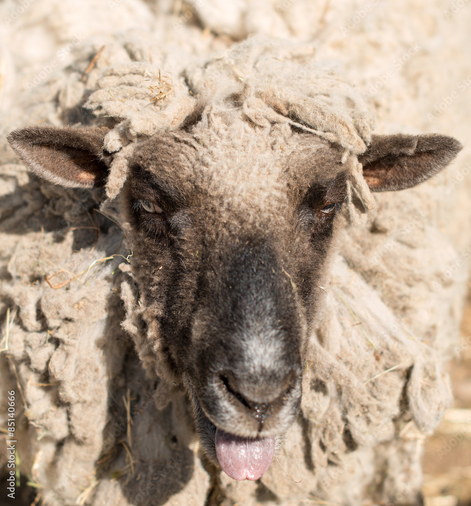 Fototapeta premium Portrait of funny sheep in a pasture