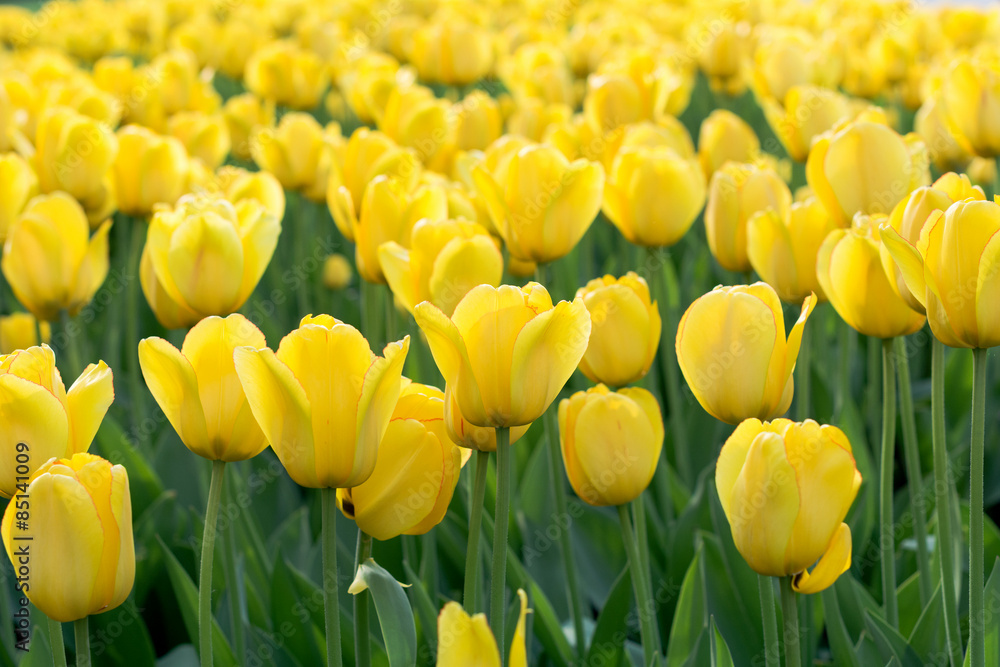 Obraz premium Yellow tulips meadow