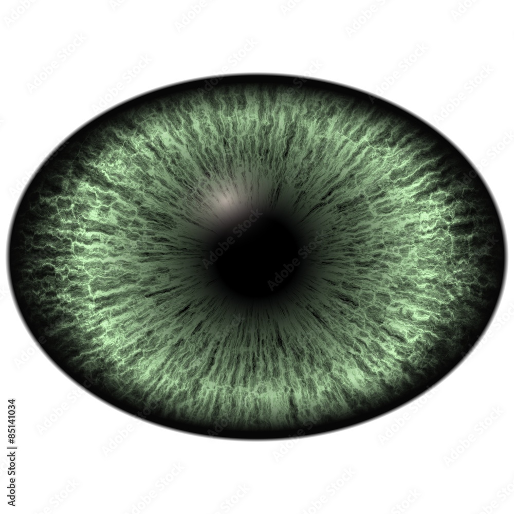 Elliptic realistic green iris, light reflection in eye