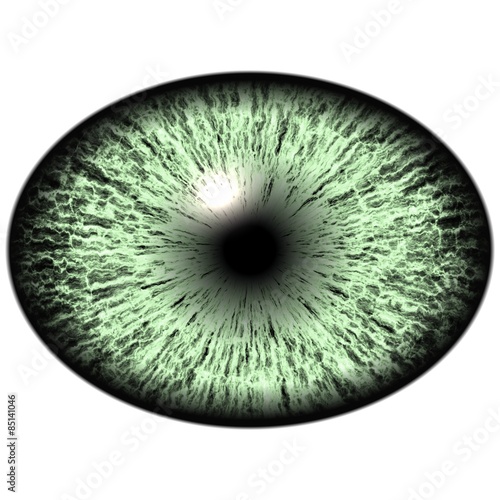 Fototapeta Naklejka Na Ścianę i Meble -  Elliptic realistic green iris, light reflection in eye